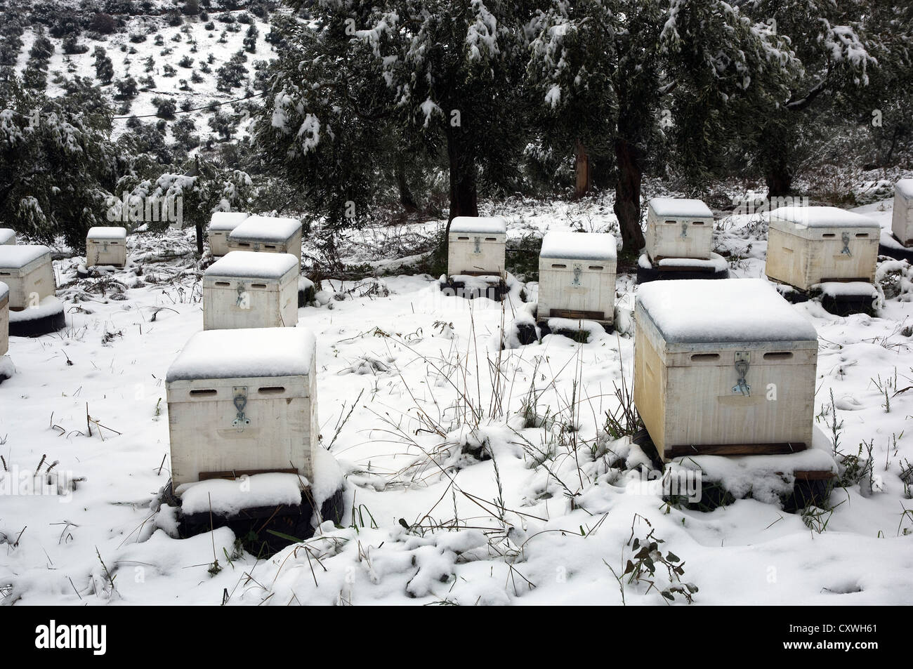 Snow-covered beehives (Pelion Peninsula, Thessaly, Greece) Stock Photo