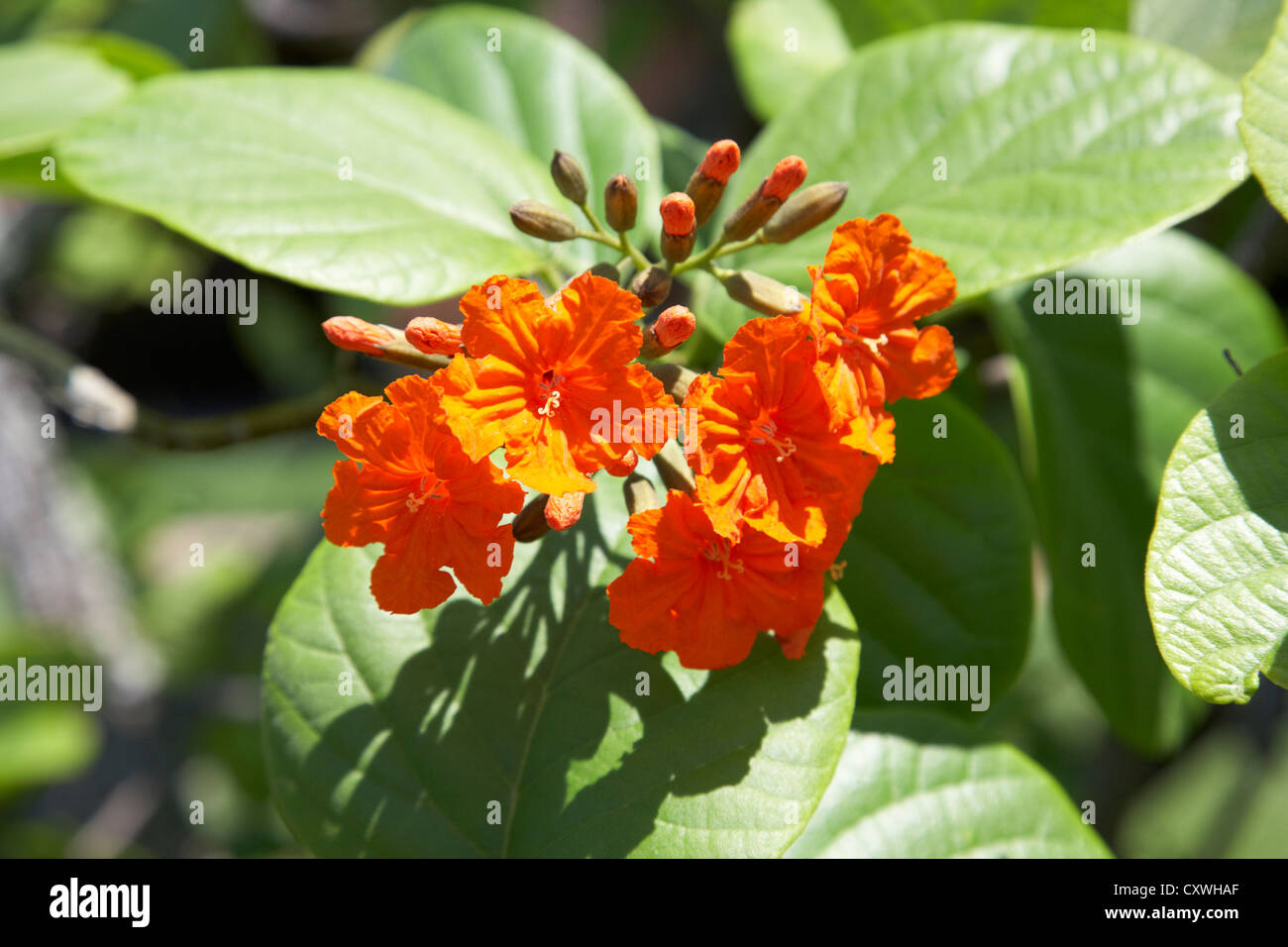 orange flowers of the geiger tree cordia sebestena florida keys usa Stock Photo