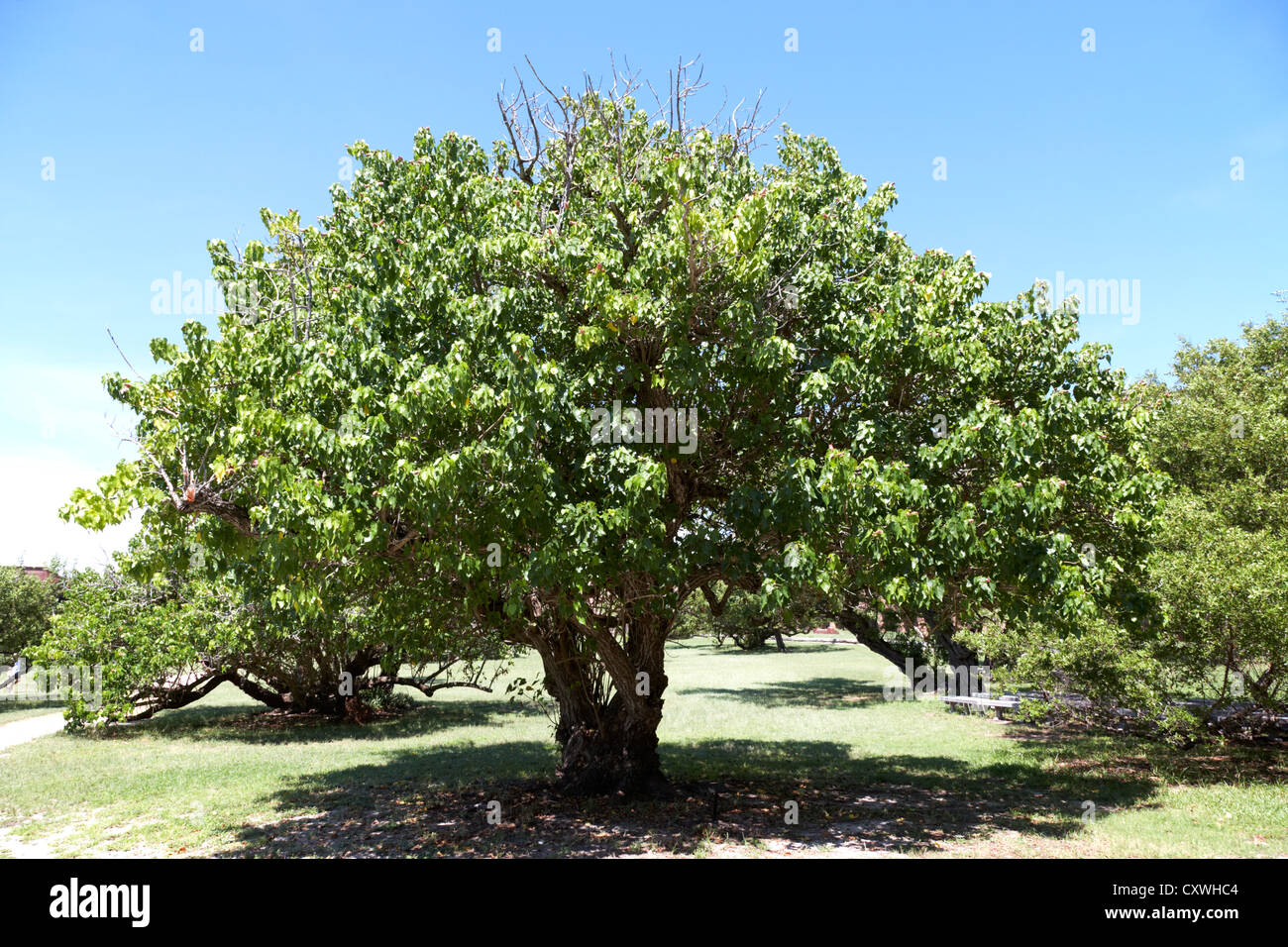 seaside mahoe or portia tree dry tortugas florida keys usa Stock Photo Alamy