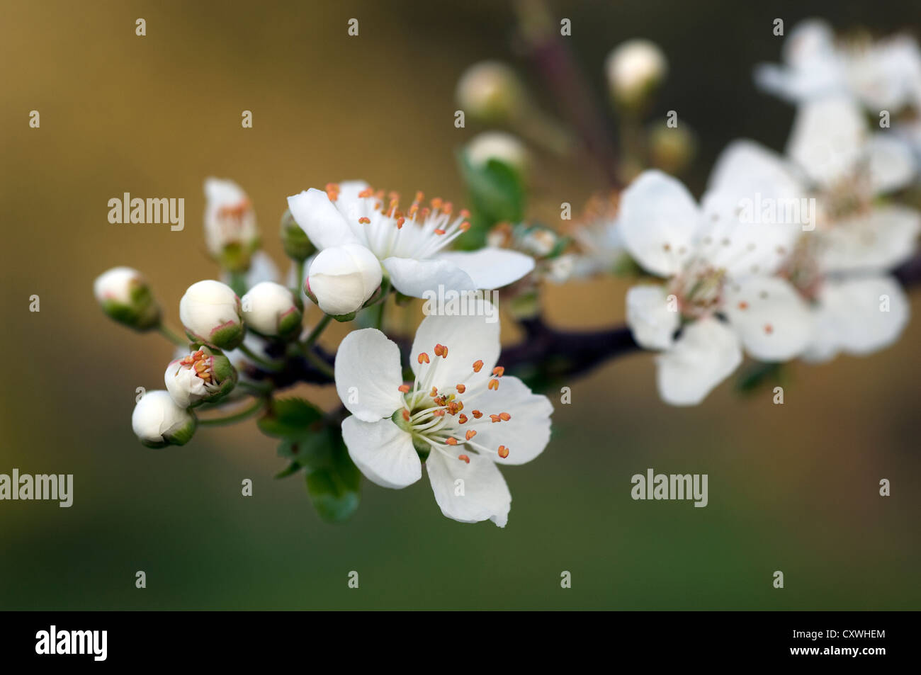 Flowering branch of a mirabelle plum tree Stock Photo