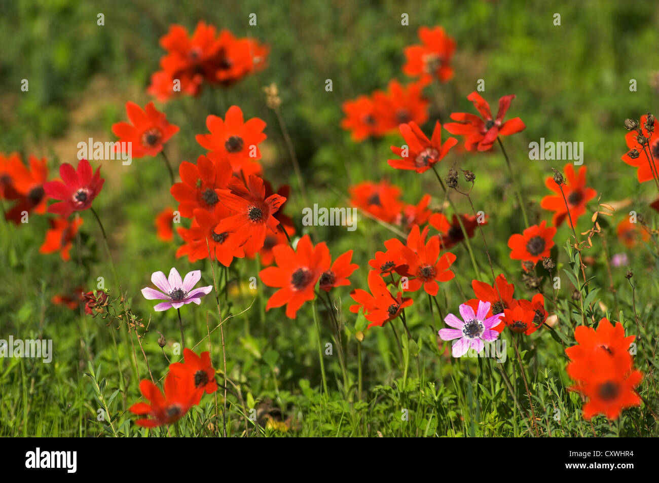 Poppy anemone flowers (Anemone coronaria) on meadow Stock Photo