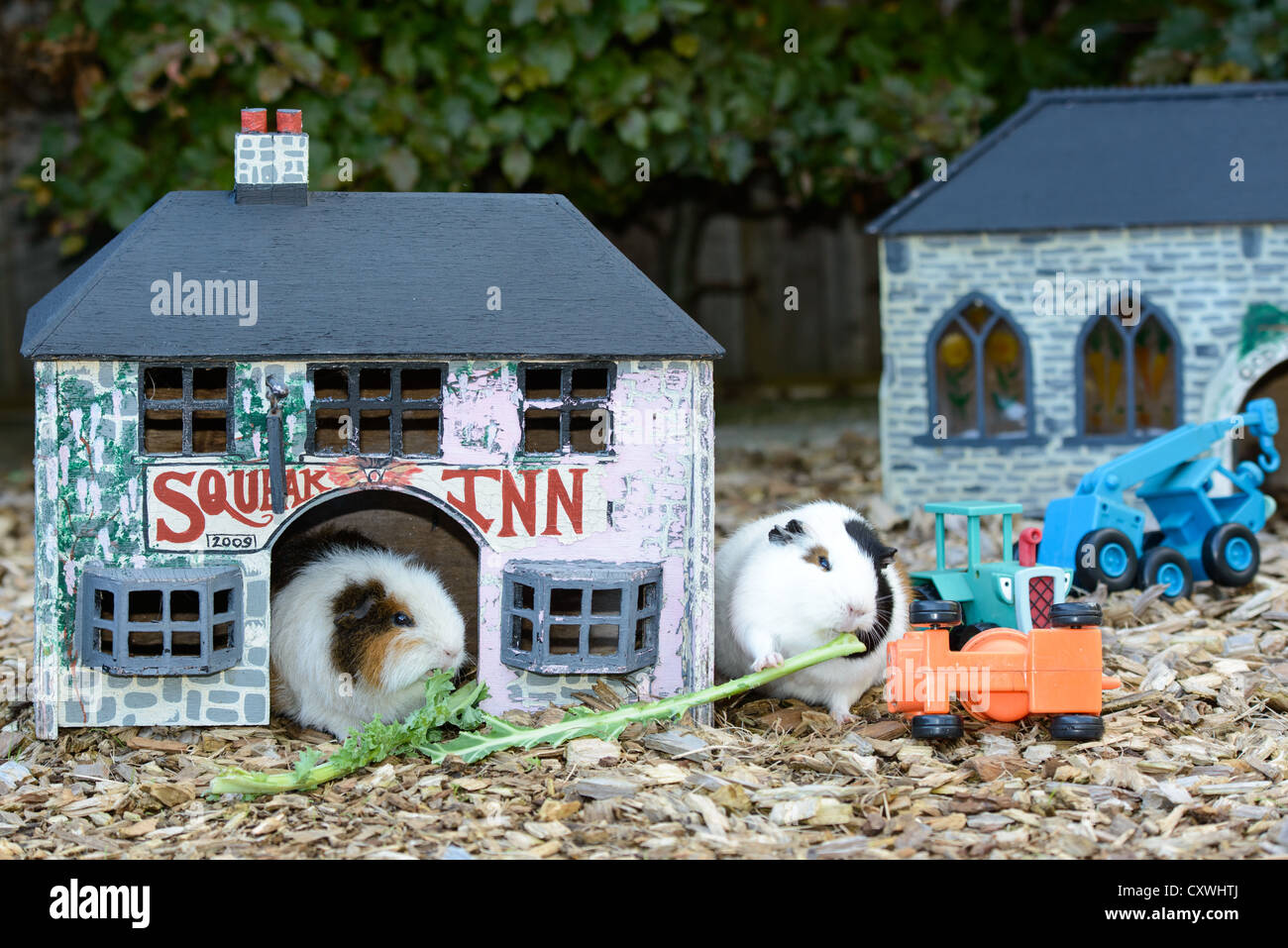 2 guinea pigs in a miniature village Stock Photo Alamy
