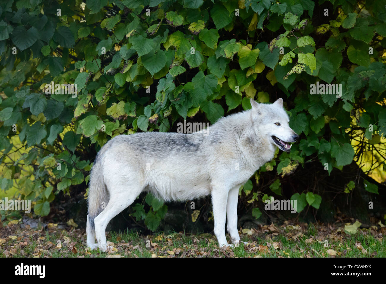 A wolf standing up looking to the side Stock Photo Alamy