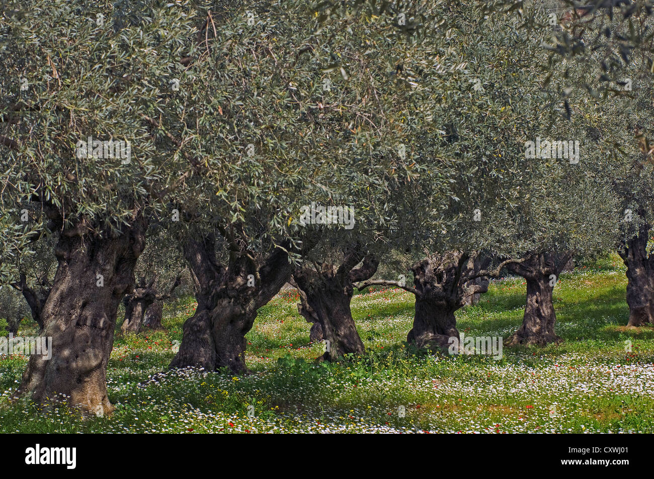 Olive grove in spring (Pelion peninsula, Thessaly, Greece) Stock Photo