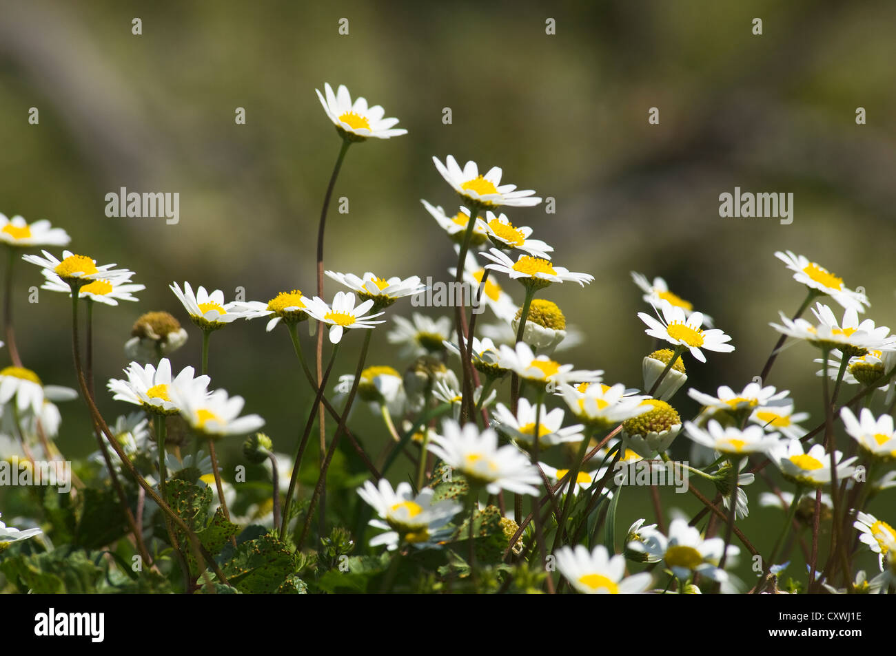 Close-up of feverfew on meadow in springtime Stock Photo