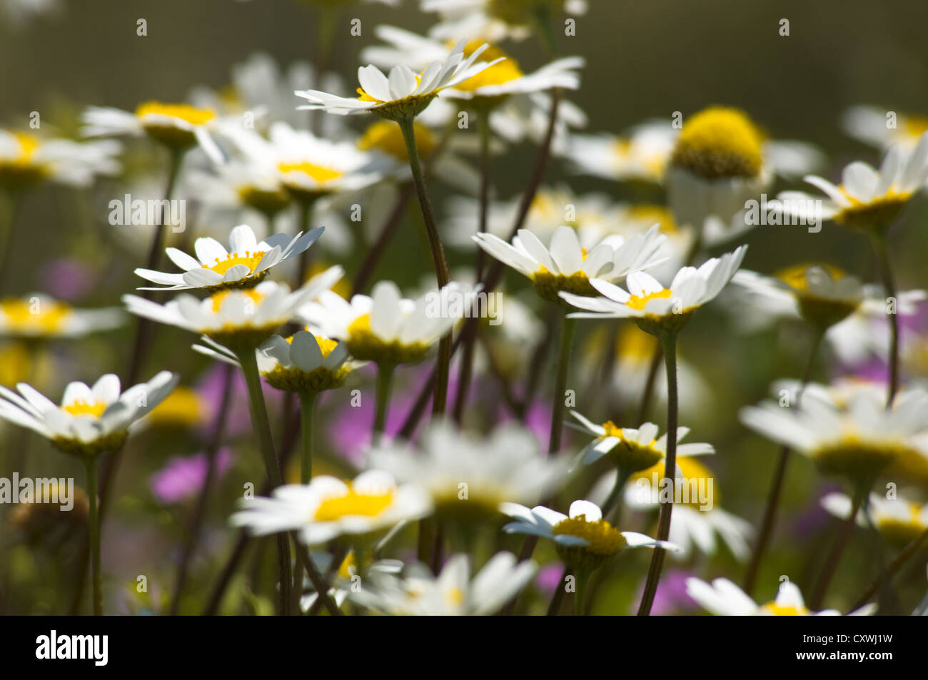 Close-up of feverfew on meadow in springtime Stock Photo