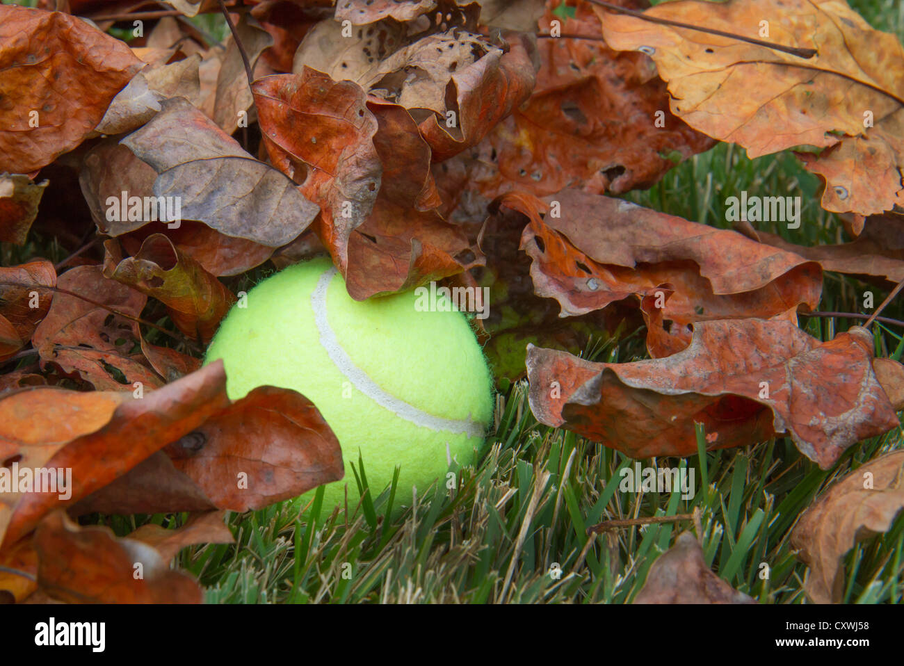A tennis ball lost in dry leaves. Stock Photo