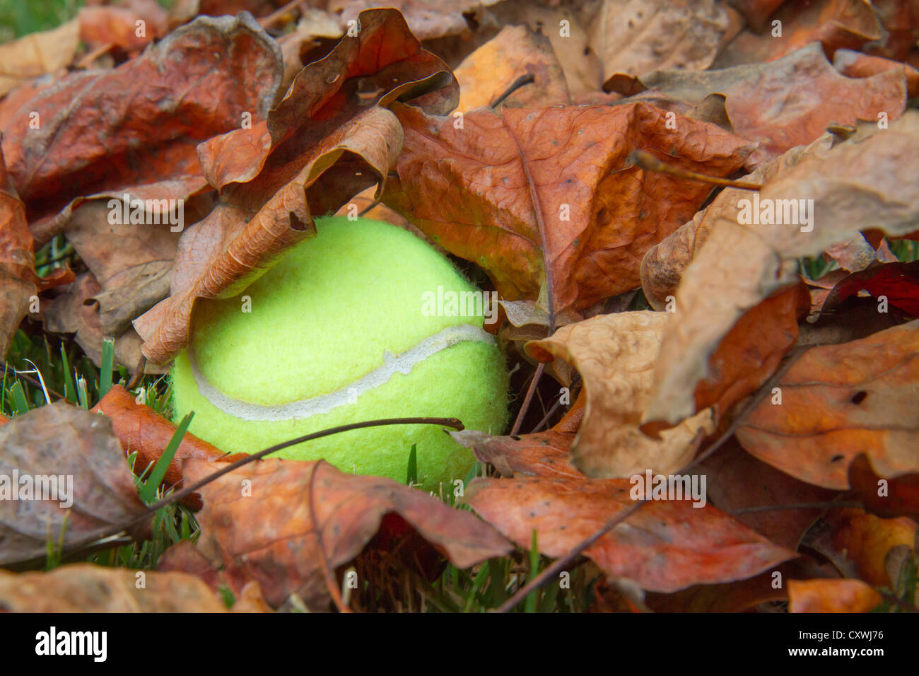 A tennis ball lost in dry leaves Stock Photo Alamy