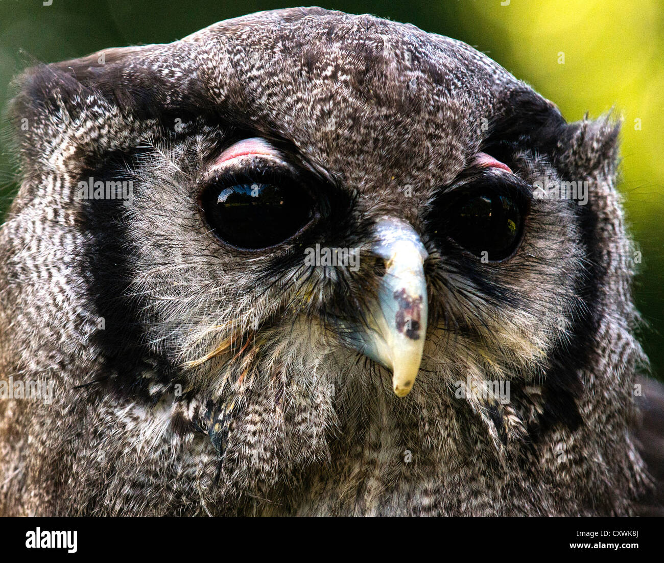 Verreaux Eagle owl English School Of Falconry and Bird Of Prey Centre
