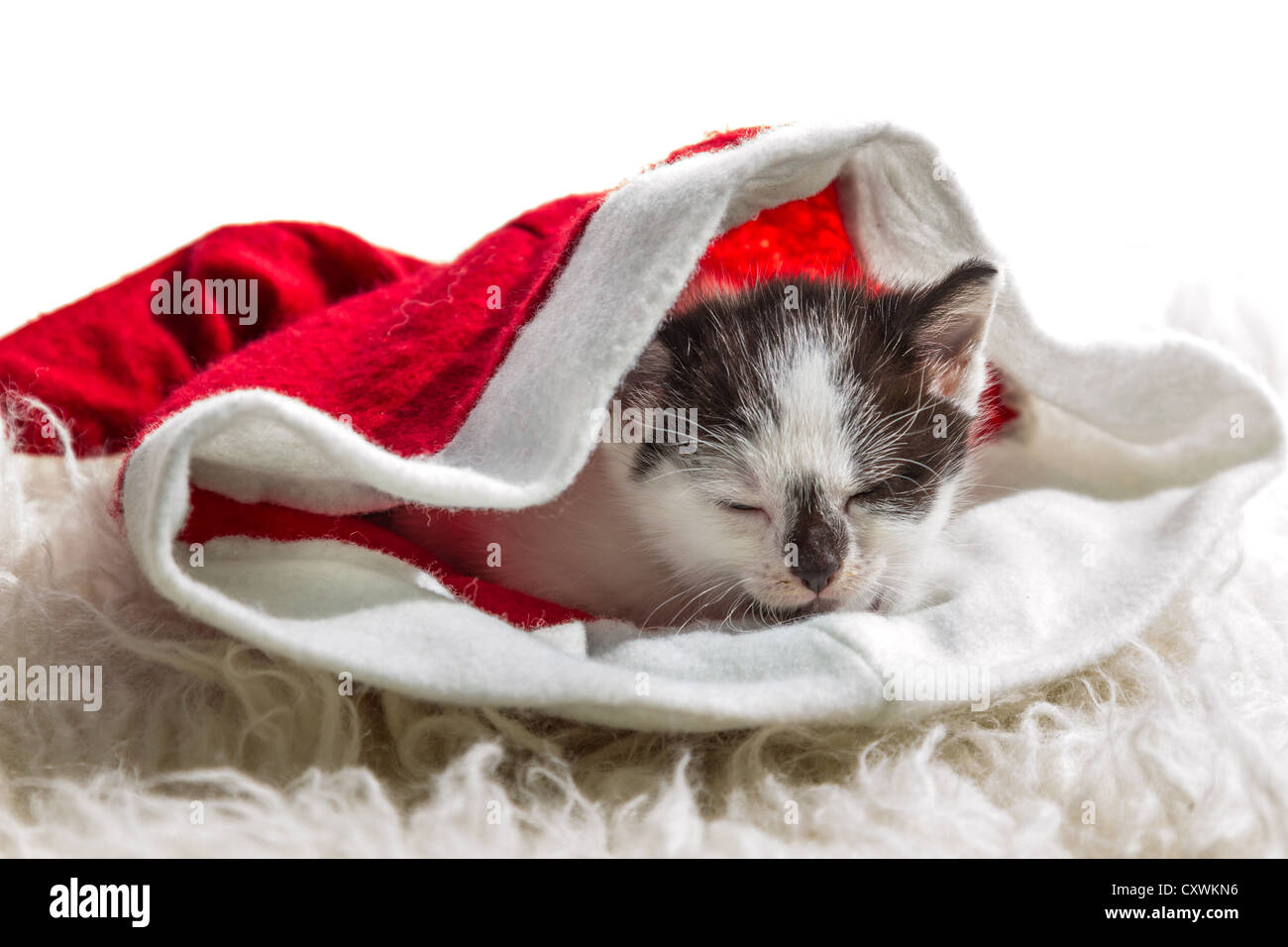 Kitten sleeping in a Santa Claus hat on white carpet Stock Photo