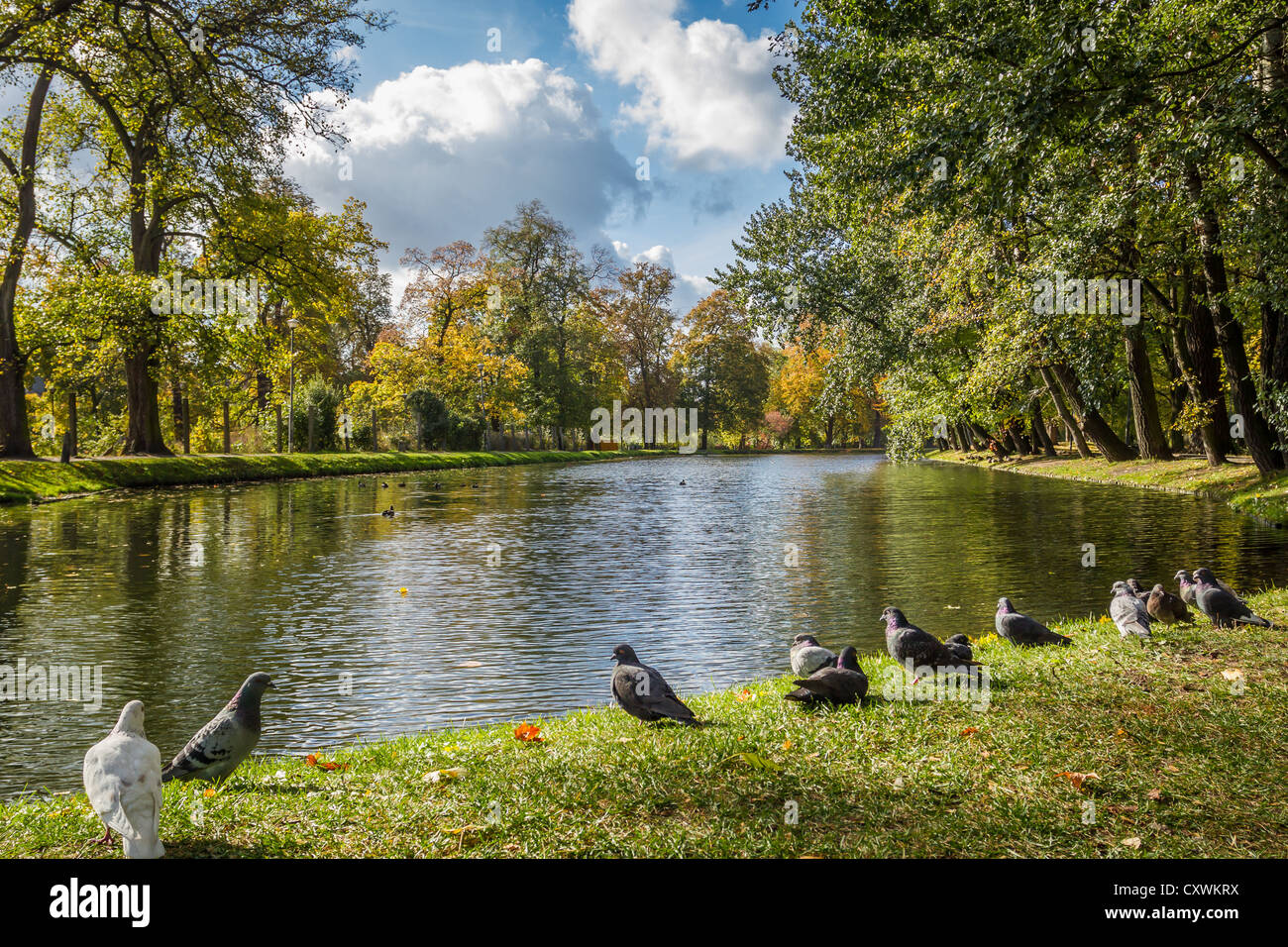 Birds in autumn in the park by the river Stock Photo