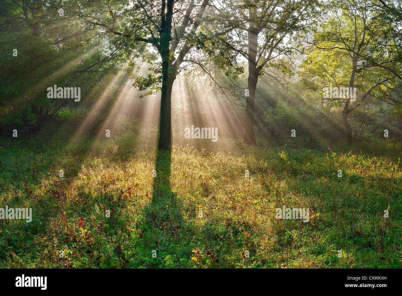 The bright sun rays shining through branches of trees, wood landscape ...