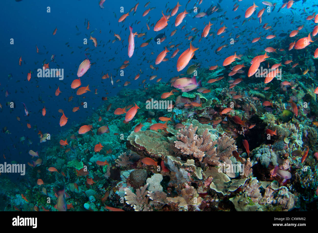 Several species of small schooling fish such as damselfish and anthias feed on plankton in the water column above hard corals Stock Photo
