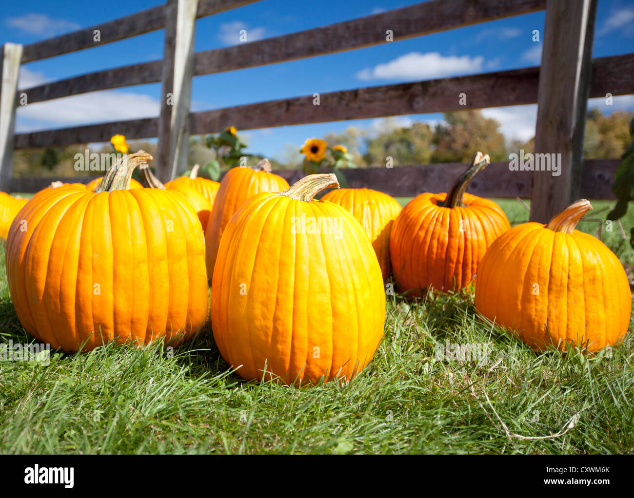 Ripe pumpkins on grass with sunflowers in background Stock Photo - Alamy
