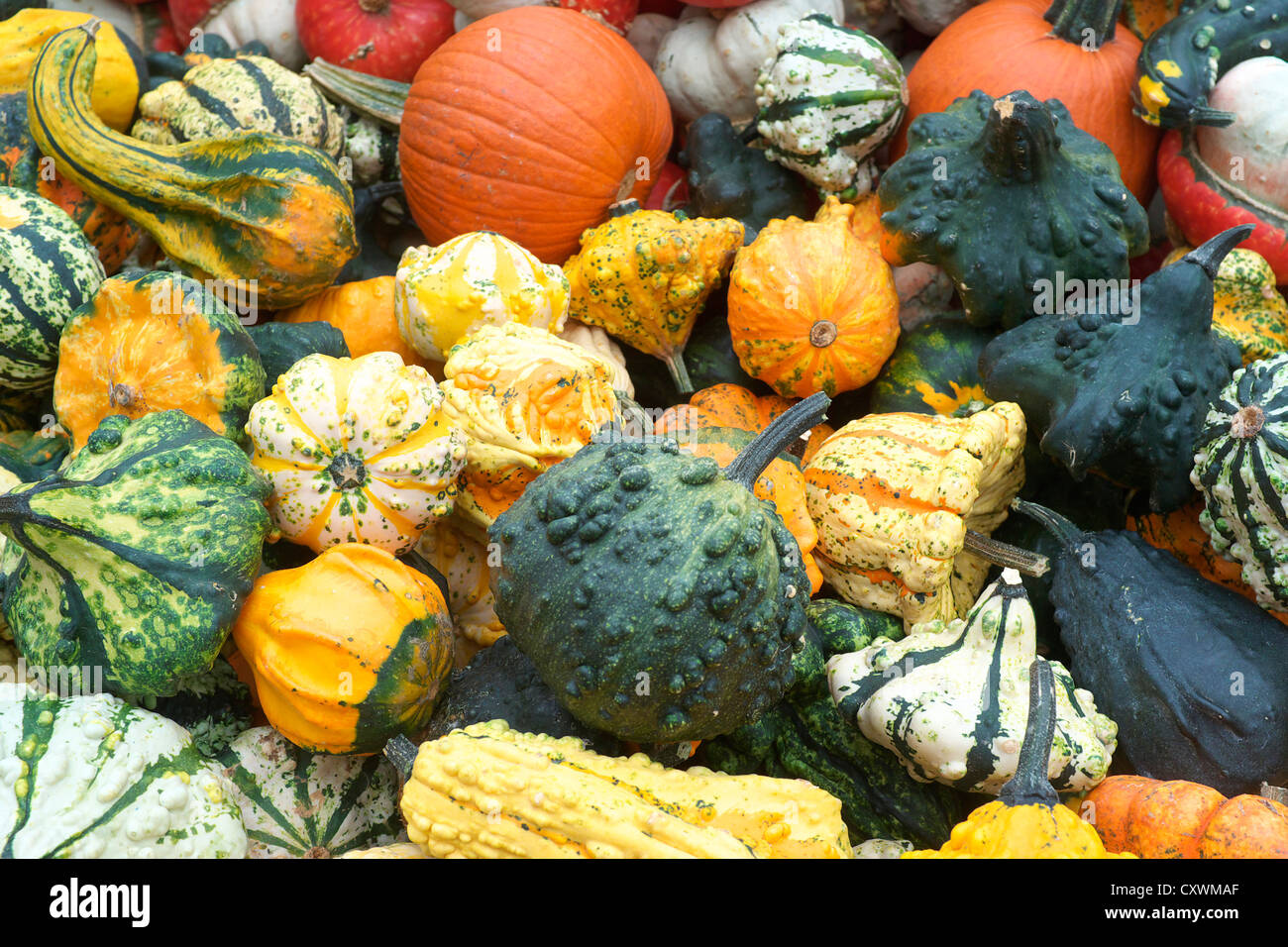 Autumn display of different types of squash Stock Photo - Alamy