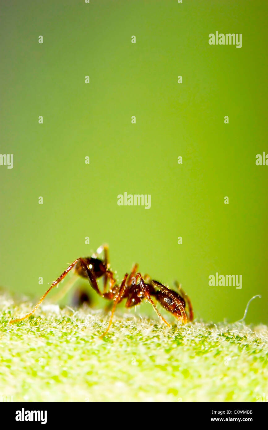 Bullet ants hires stock photography and images Alamy