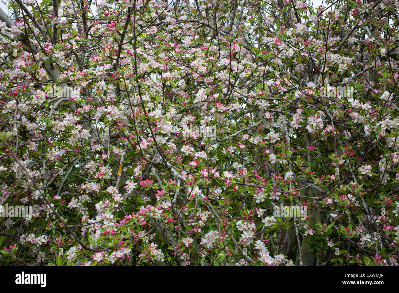 Beautiful Apple Blossom in Spring (Braeburn Apple Tree Stock Photo Alamy
