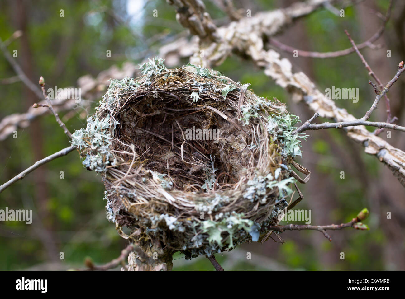 Bird's nest in tree Stock Photo - Alamy