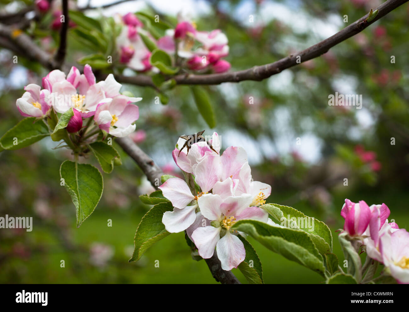 Beautiful Apple Blossom in Spring (Braeburn Apple Tree Stock Photo Alamy