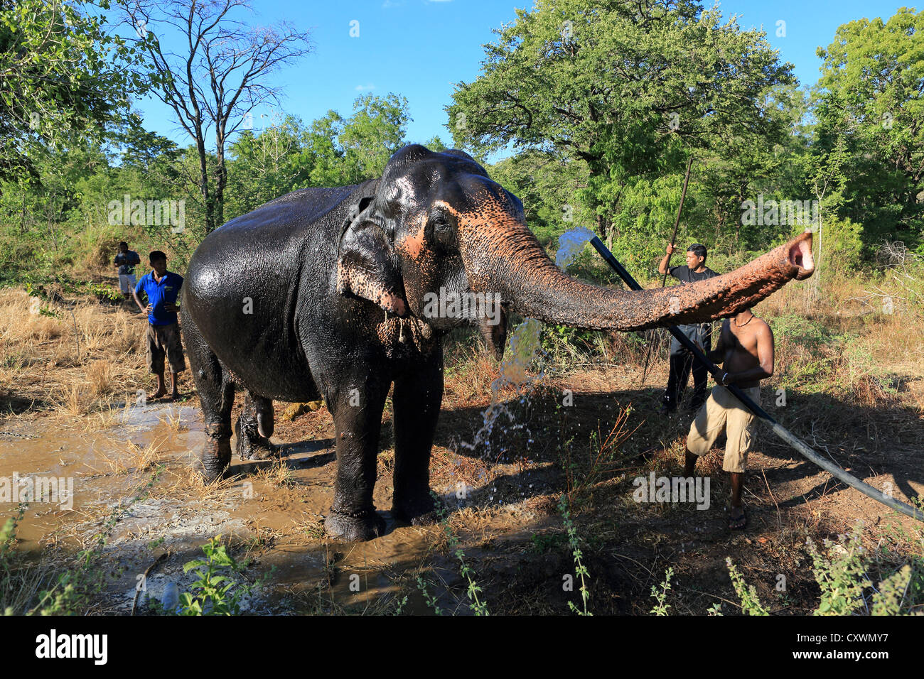 Mahout washing a large Asian bull elephant Stock Photo