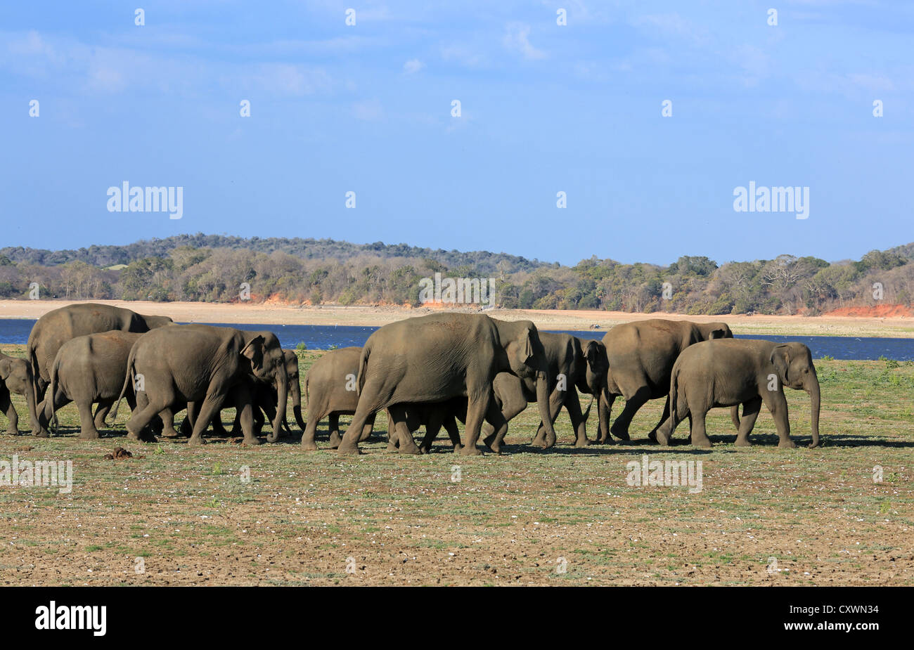 Herd of elephants walking to a lagoon in Minneriya National Park, Sri Lanka. Stock Photo