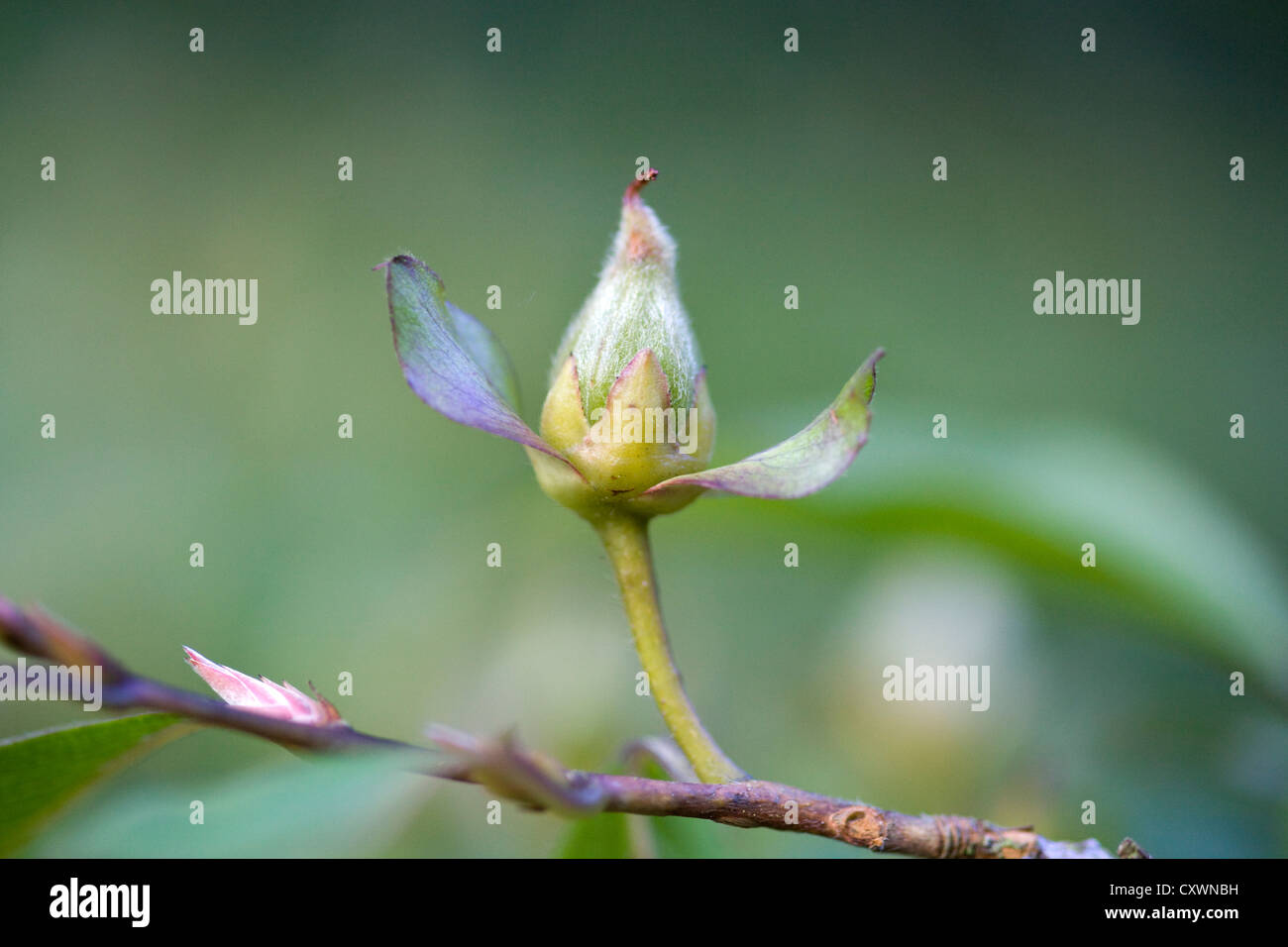 Acer pseudoplatanus sycamore maple Bud Stock Photo