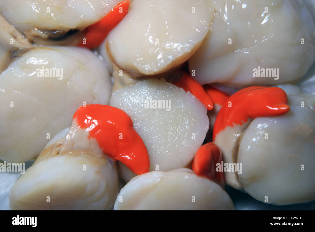 Fresh Scottish Scallops Stock Photo - Alamy