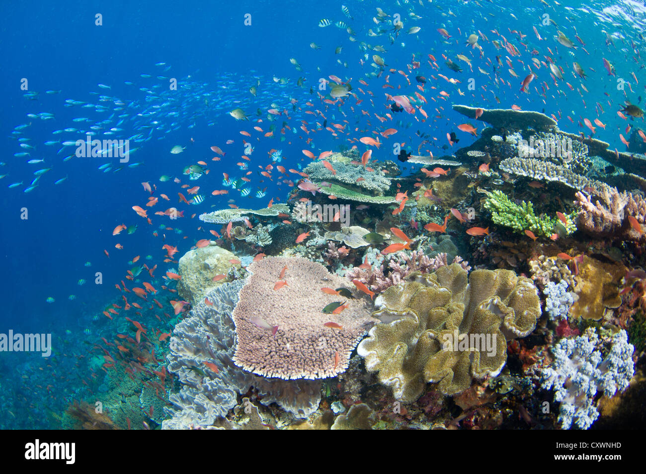 Damselfish in acropora hi-res stock photography and images - Alamy