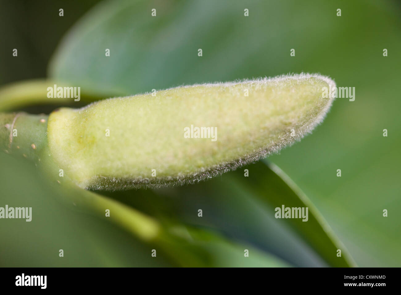 Cucumber tree magnolia acuminata hi-res stock photography and images ...