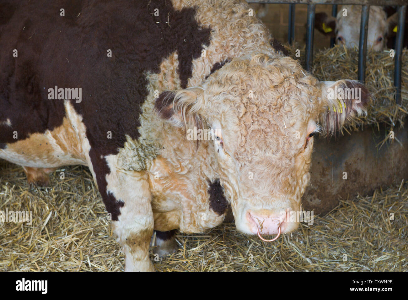 Hereford bull in barn on farm in Herefordshire England UK Stock Photo
