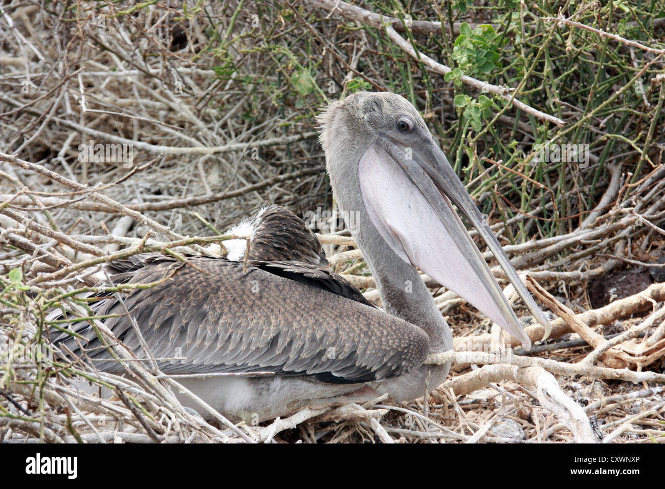 Baby Pelican High Resolution Stock Photography And Images Alamy Baby Pelican High Resolution Stock Photography And Images Alamy
