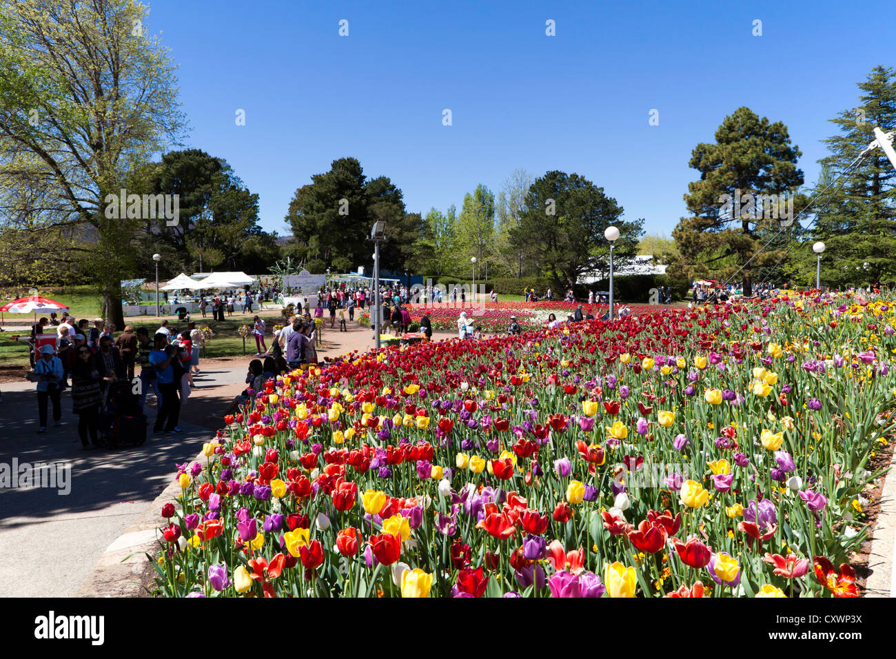 Masses of coloured tulips at Floriade, Commonwealth Park, Canberra, Australia Stock Photo Alamy