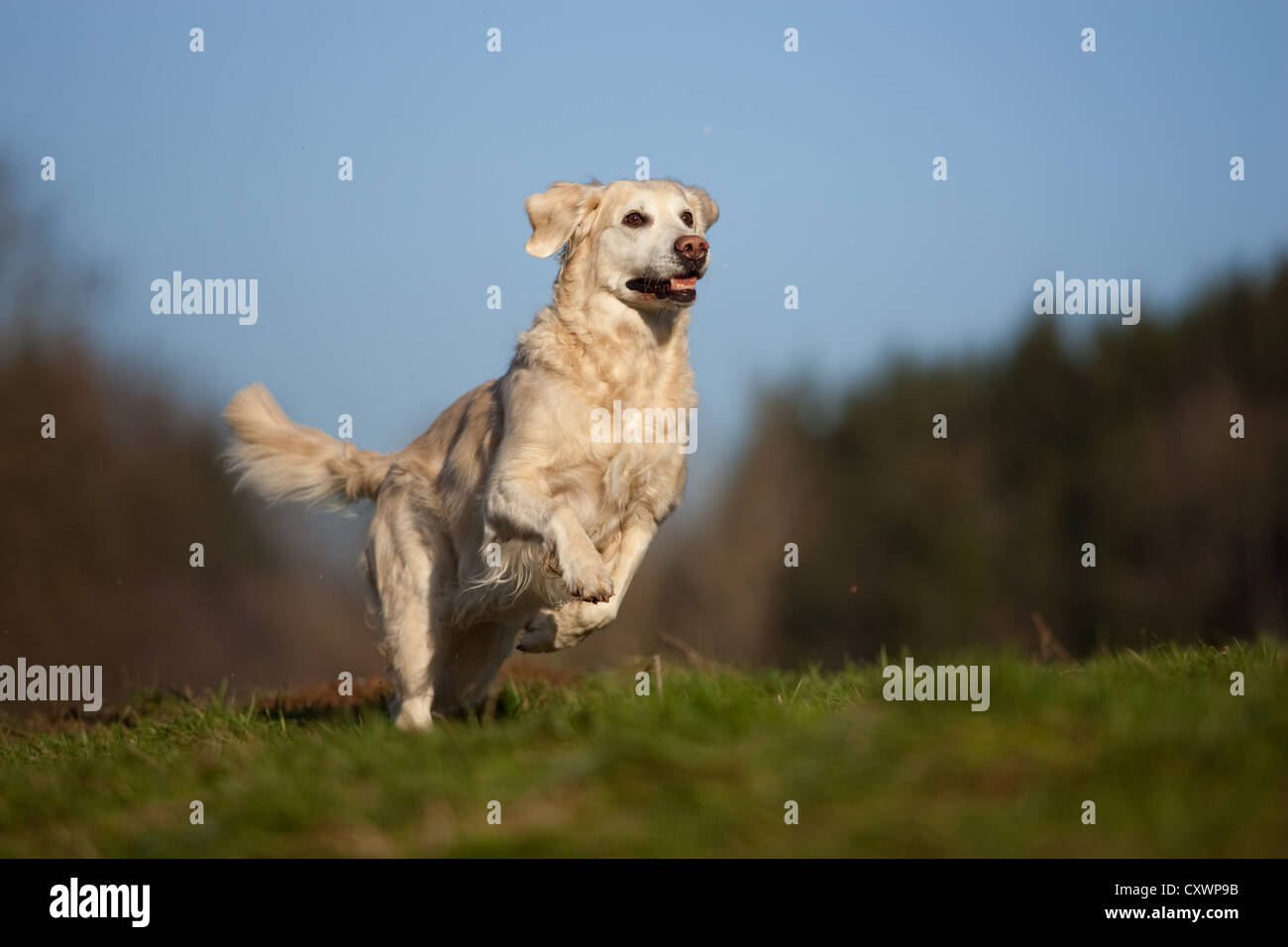 running Golden Retriever Stock Photo - Alamy