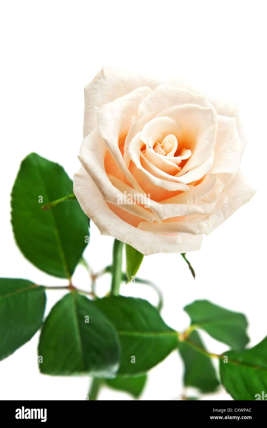 beautiful rose isolated on a white background Stock Photo - Alamy