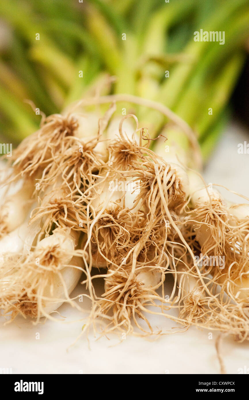 Close up of spring onion roots Stock Photo