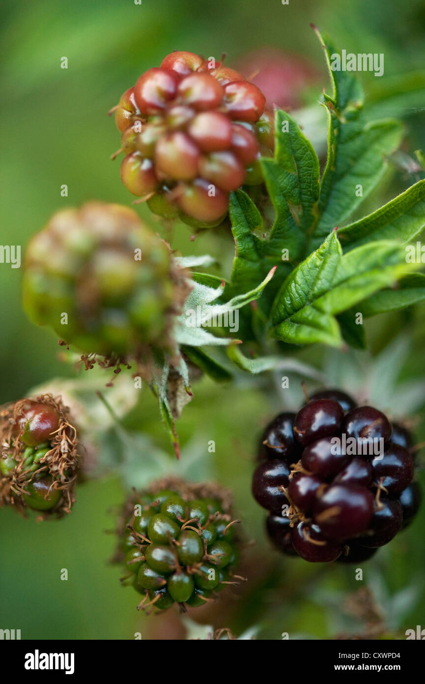 Close up of wild blackberries on bush Stock Photo