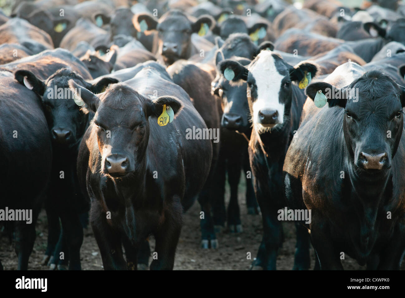 Herd of cows wearing tags in ears Stock Photo