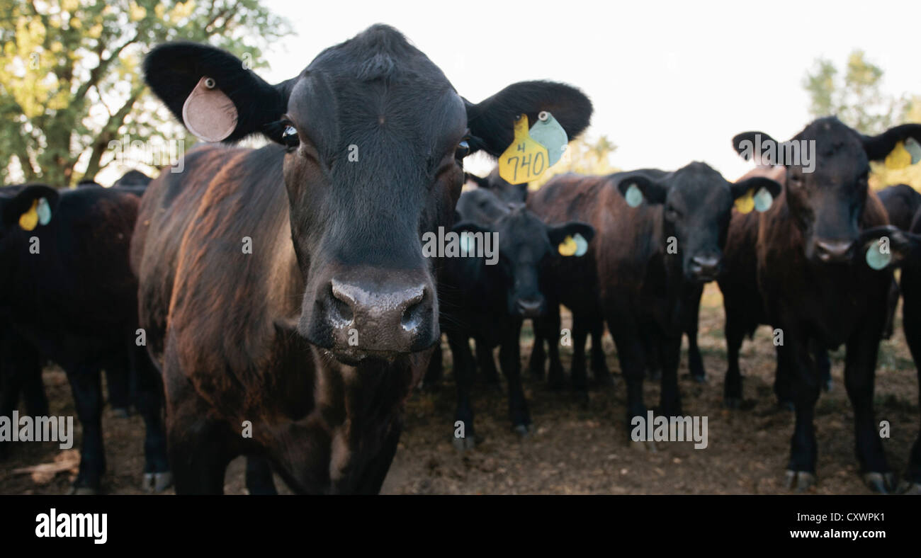 Cows wearing tags in ears Stock Photo