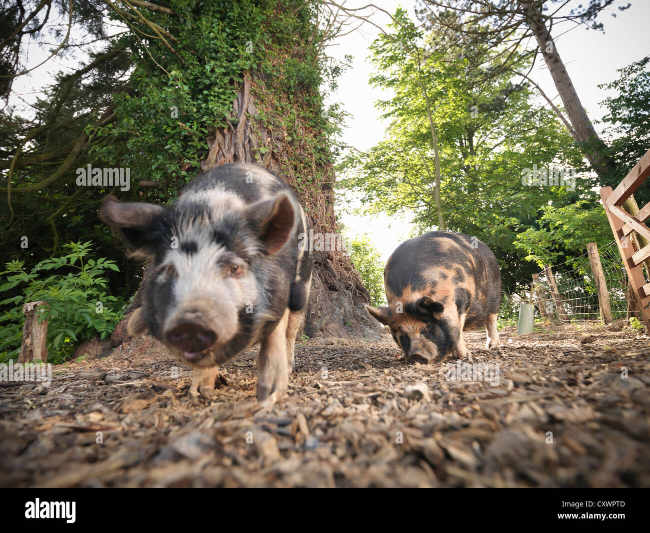 Pigs rooting on dirt ground Stock Photo