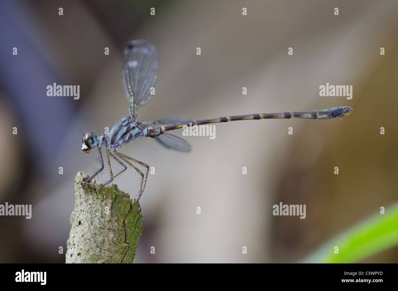 Blue-spotted Flatwing damselfly Podolestes orientalis Stock Photo
