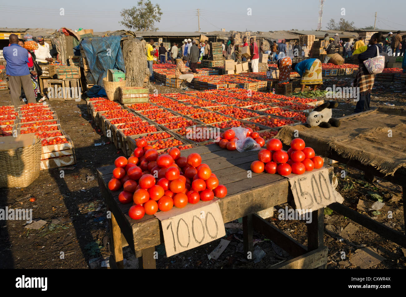 Tomato for sale at the Soweto wholesale fresh market. Lusaka. Zambia. Stock Photo