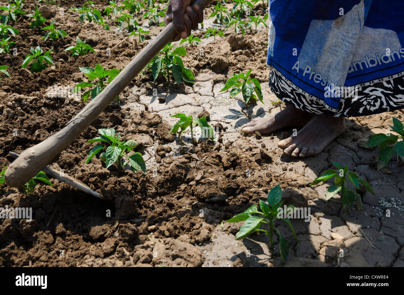 Smallholder farmers working in their vegetable field. Mwembeshi watershed. Zambia. Stock Photo