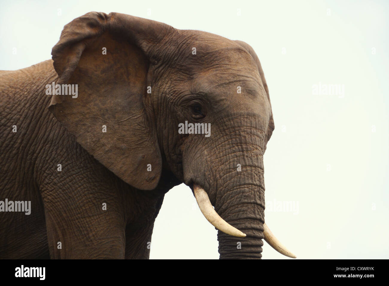 single male elephant Stock Photo