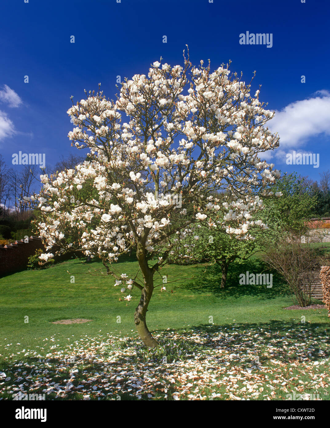 Beautiful Magnolia tree Stock Photo Alamy