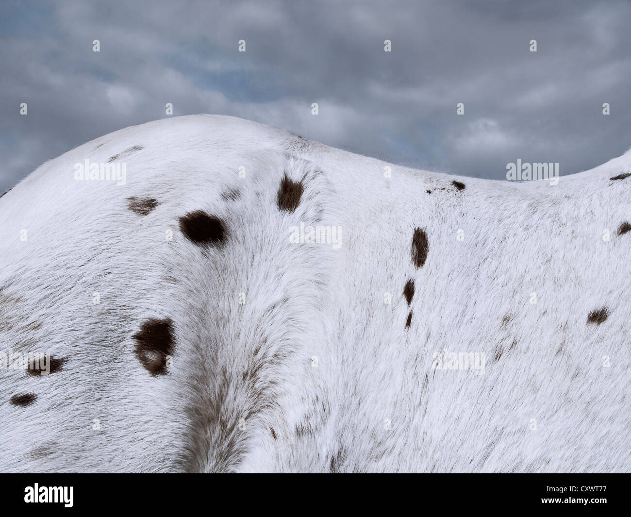 Close up of horse’s spot patterns Stock Photo