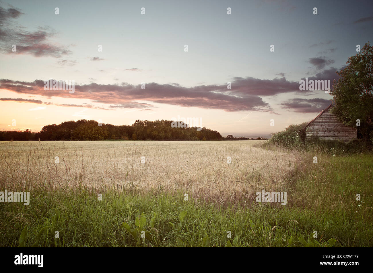 Dried grass in rural field Stock Photo