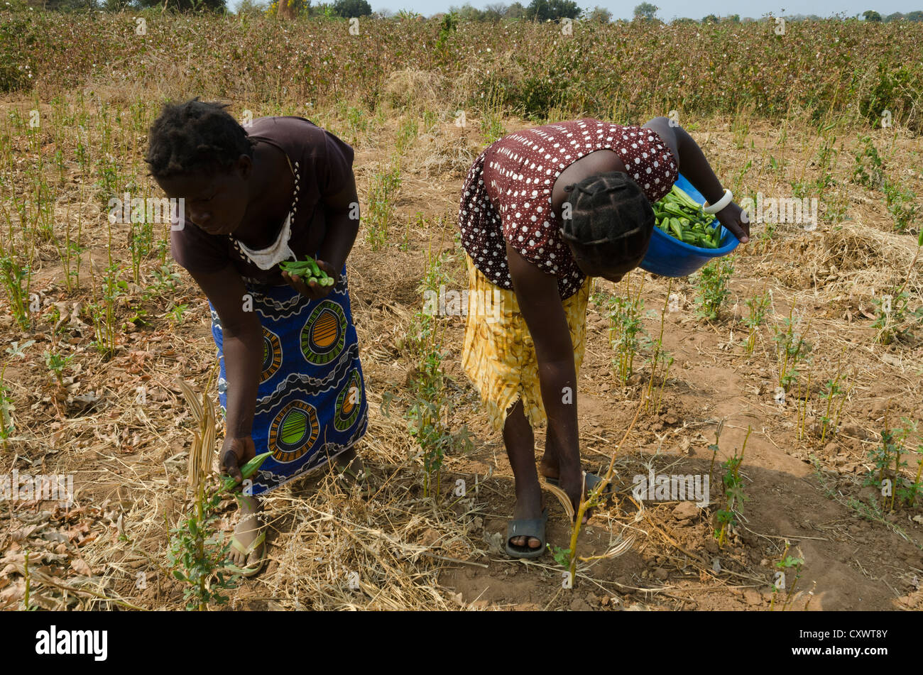 Female farmers zambia hires stock photography and images Alamy