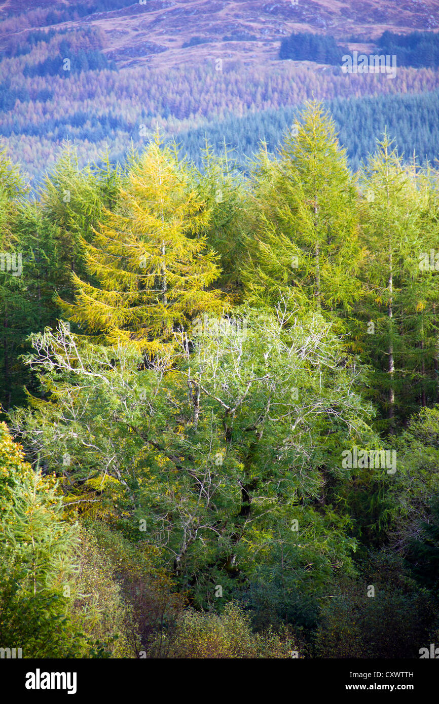 Galloway Hills in Galloway Forest Park in Scotland Stock Photo