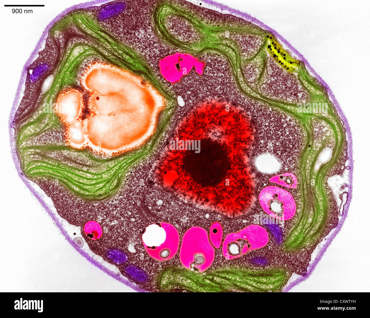 Plant cell tem hi-res stock photography and images - Alamy