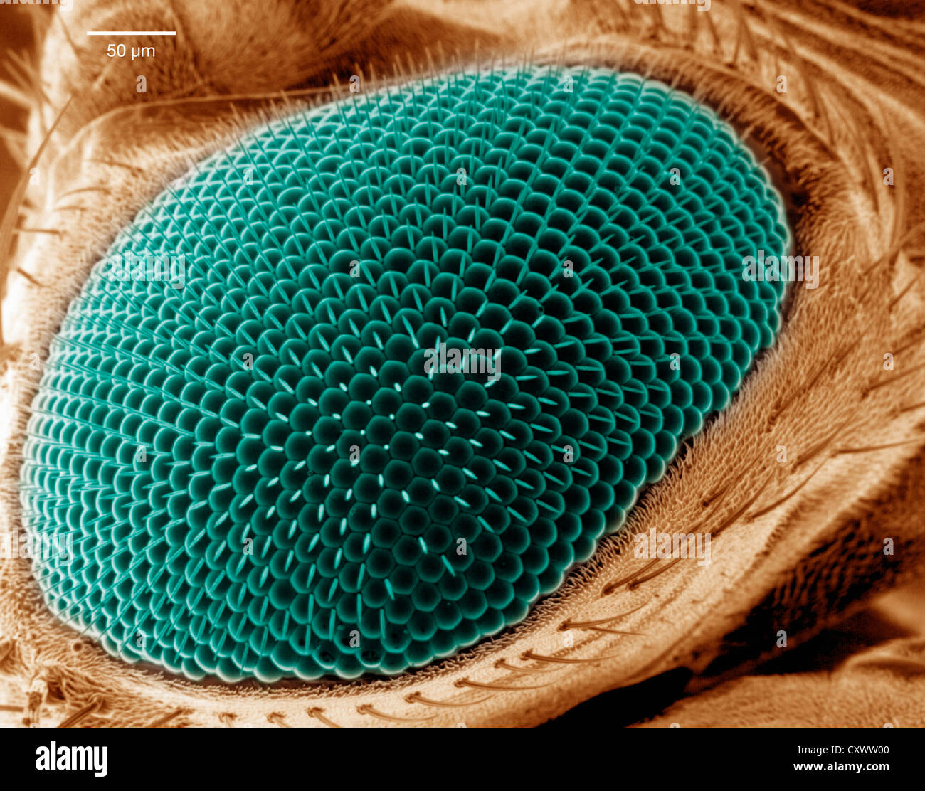 Scanning electron micrograph of a fruit fly eye Stock Photo Alamy